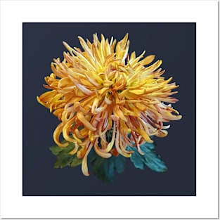 Chrysanthemums - Quill Mum Judith Baker Posters and Art